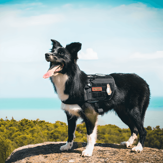 Gilet pour chien Treckgo Renforcé K9